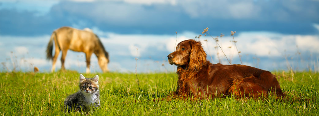 Vet-Reu-Rella Nahrungsergänzung für Tiere